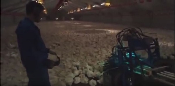Notre pain quotidien, documentaire, https://youtu.be/RZ-hNsxkxu8?t=1h19m18s